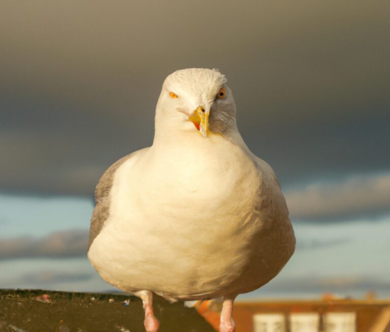 Sturmmöwe im Flug.