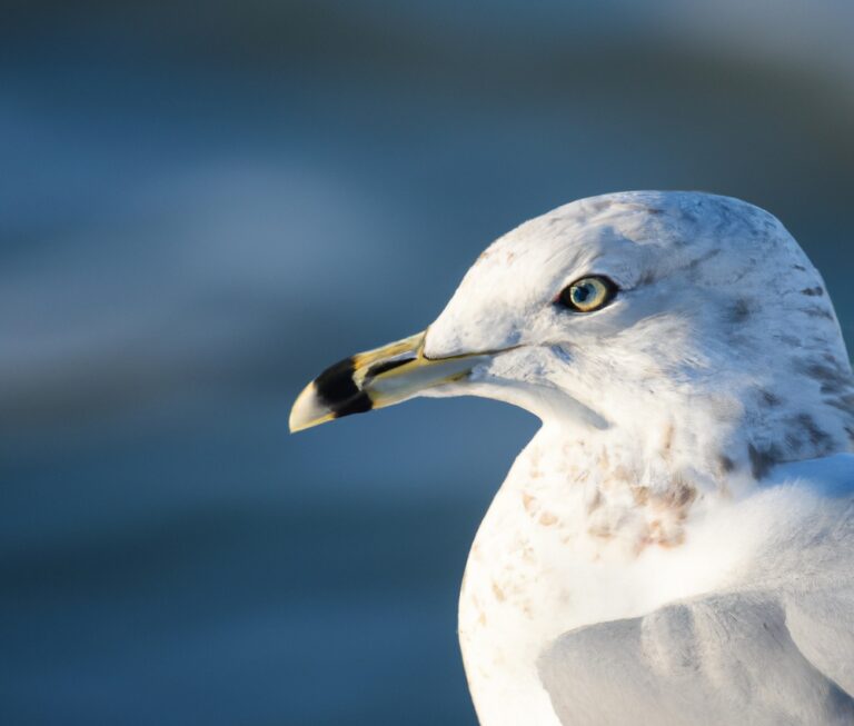 Sturmmöwe im Flug