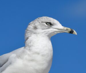 Sturmmöwe im Flug