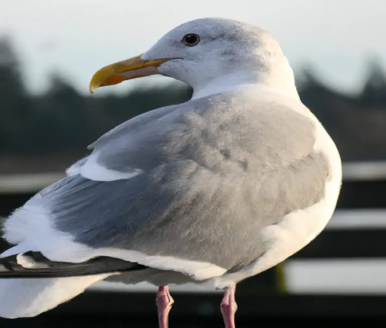 Sturmmöwe mit Wasservögeln.