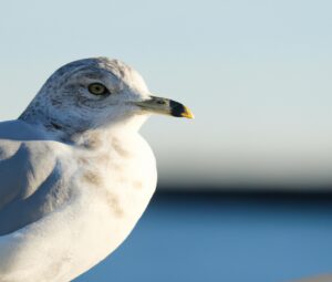 Sturmmöwe navigiert