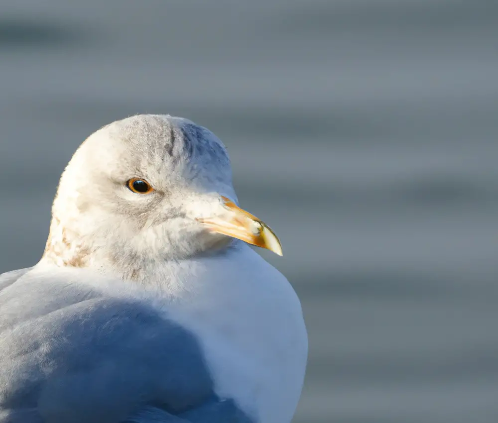 Sturmmöwe und Küstenvogel