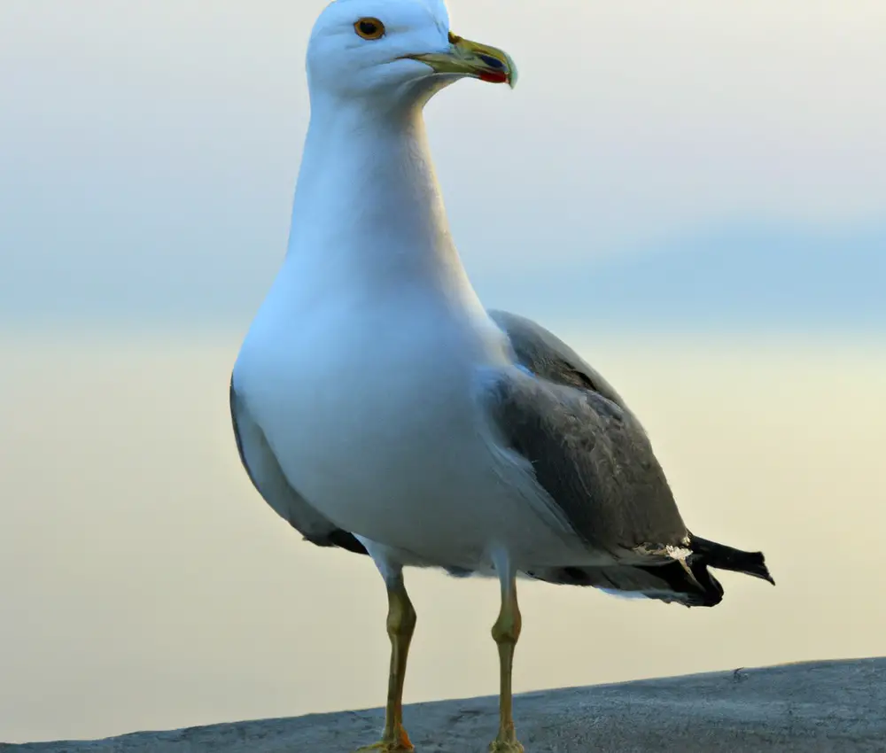 Sturmmöwe und Wasserinsektenlarven