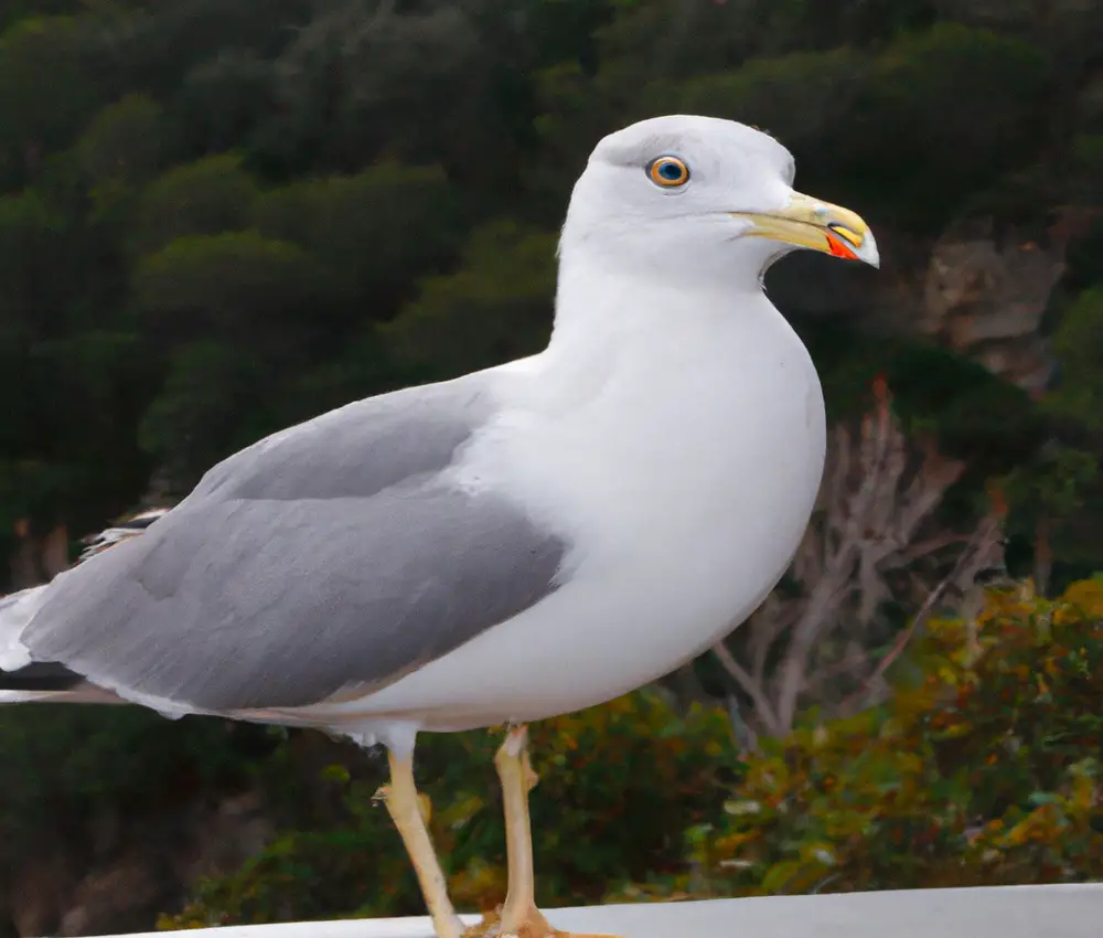 Sturmmöwe und Wasservögel