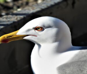 Sturmmöwe und Wasservögel sitzend