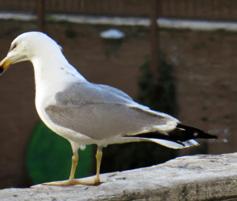 Sturmmöwen-Gewässerverbreitung.