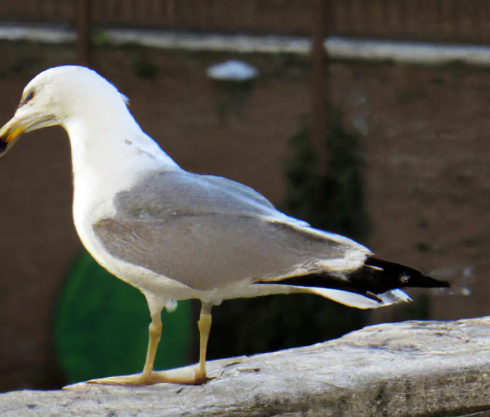 Sturmmöwen-Gewässerverbreitung.