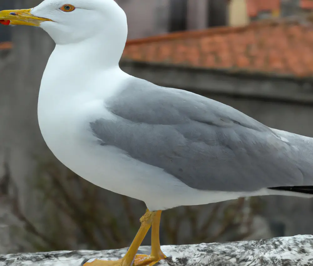 Sturmmöwen-Jungvögel.