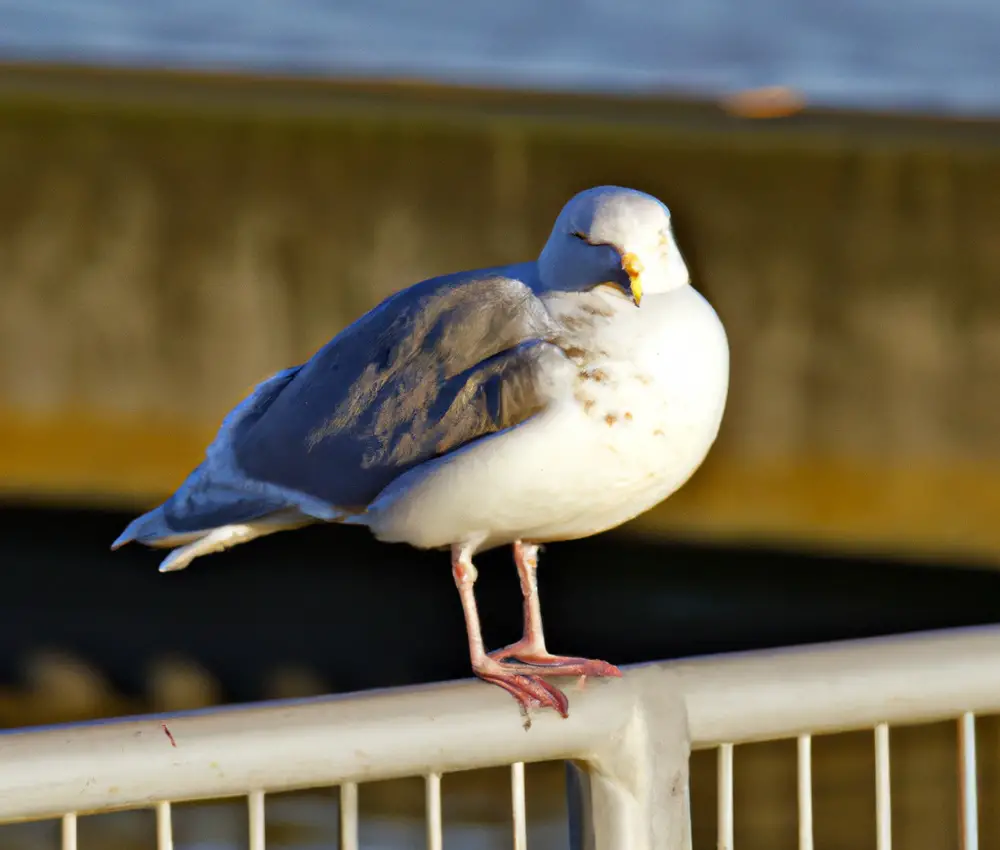 Sturmmöwen Lebensdauer