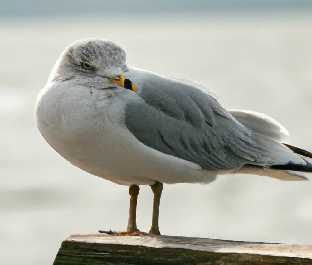 Sturmmöwen Nest Schutz.