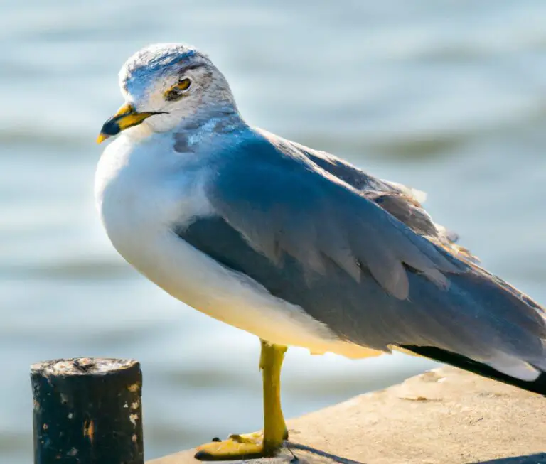 Sturmmöwen Sturmmöwen marinen Umwelt