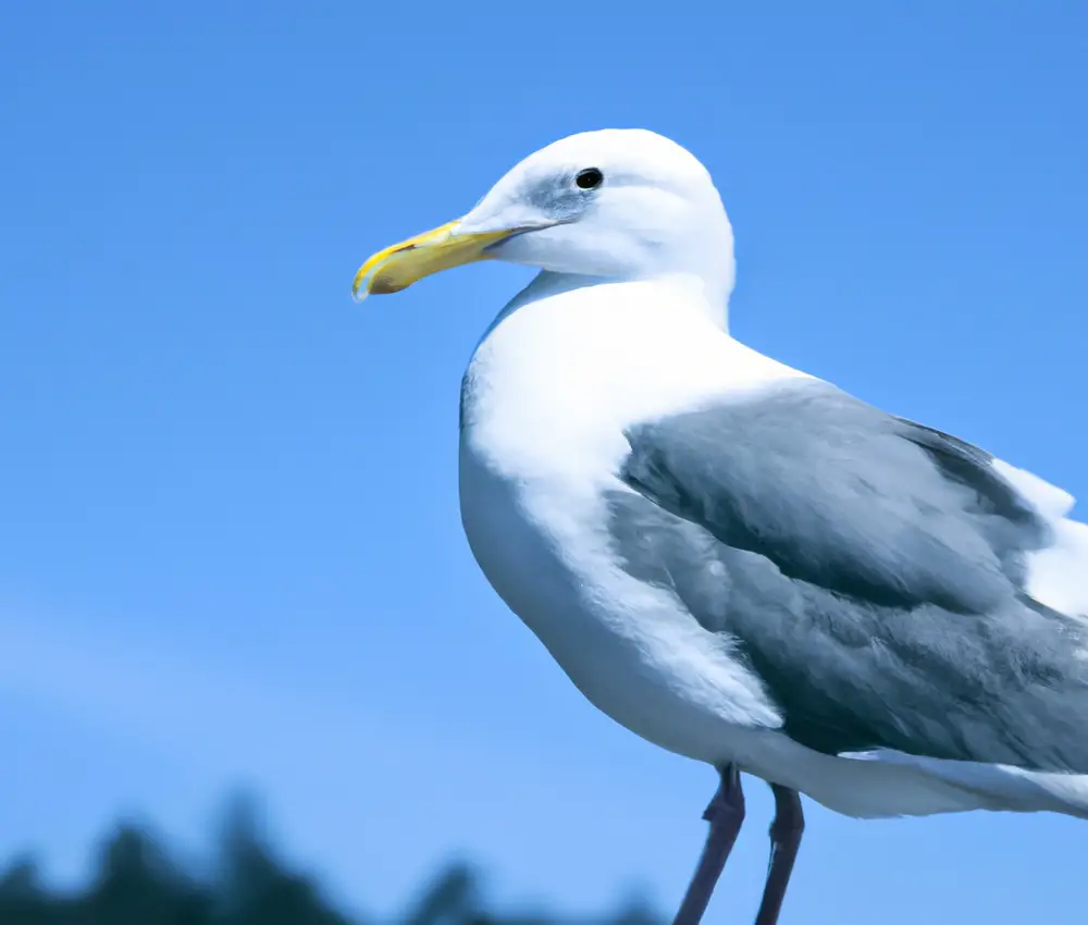 Sturmmöwen Verbreitung