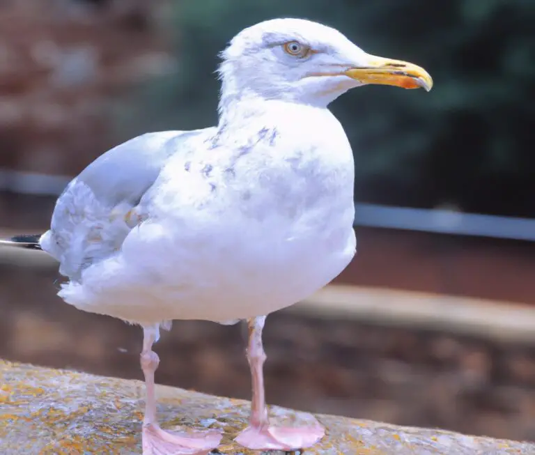 Sturmmöwen auf Beutejagd.