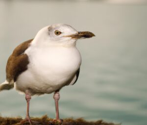 Sturmmöwen fliegen.