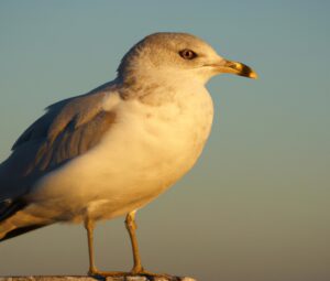 Sturmmöwen fliegen