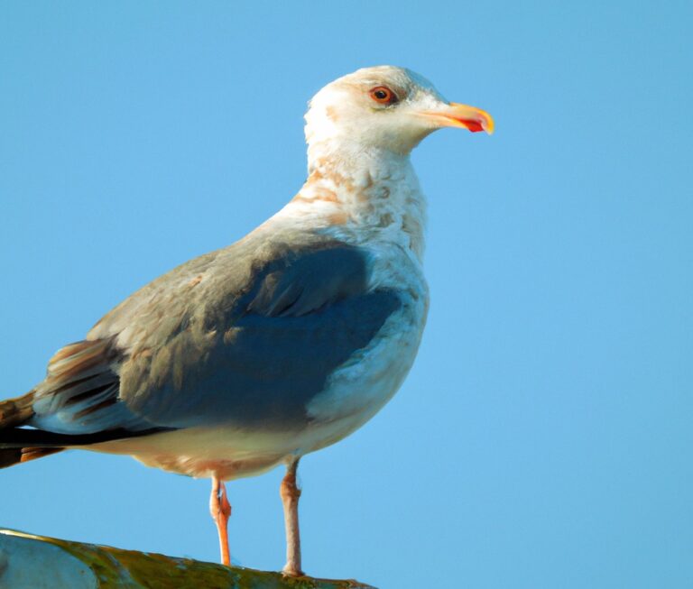 Sturmmöwen fliegen.