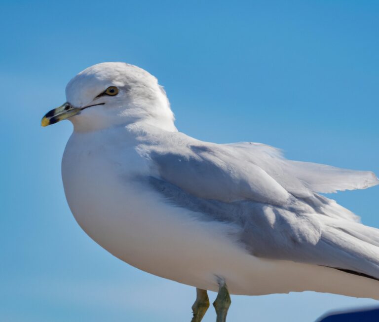 Sturmmöwen fliegen.