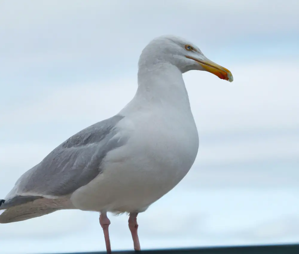 Sturmmöwen fliegen