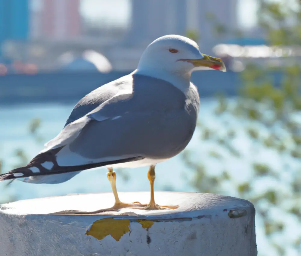 Sturmmöwen fressen Wasserpflanzen. 

(Translation: Storm gulls eat water plants.)