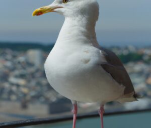 Sturmmöwen füttern.