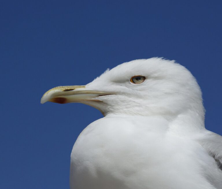 Sturmmöwen über Meer