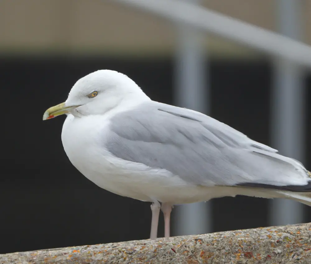 Sturmmöwen verbreiten Wasservögel.