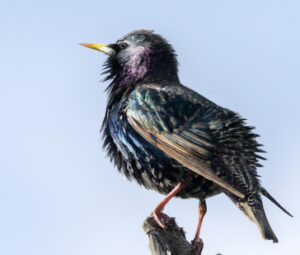 Vögel im Flug.