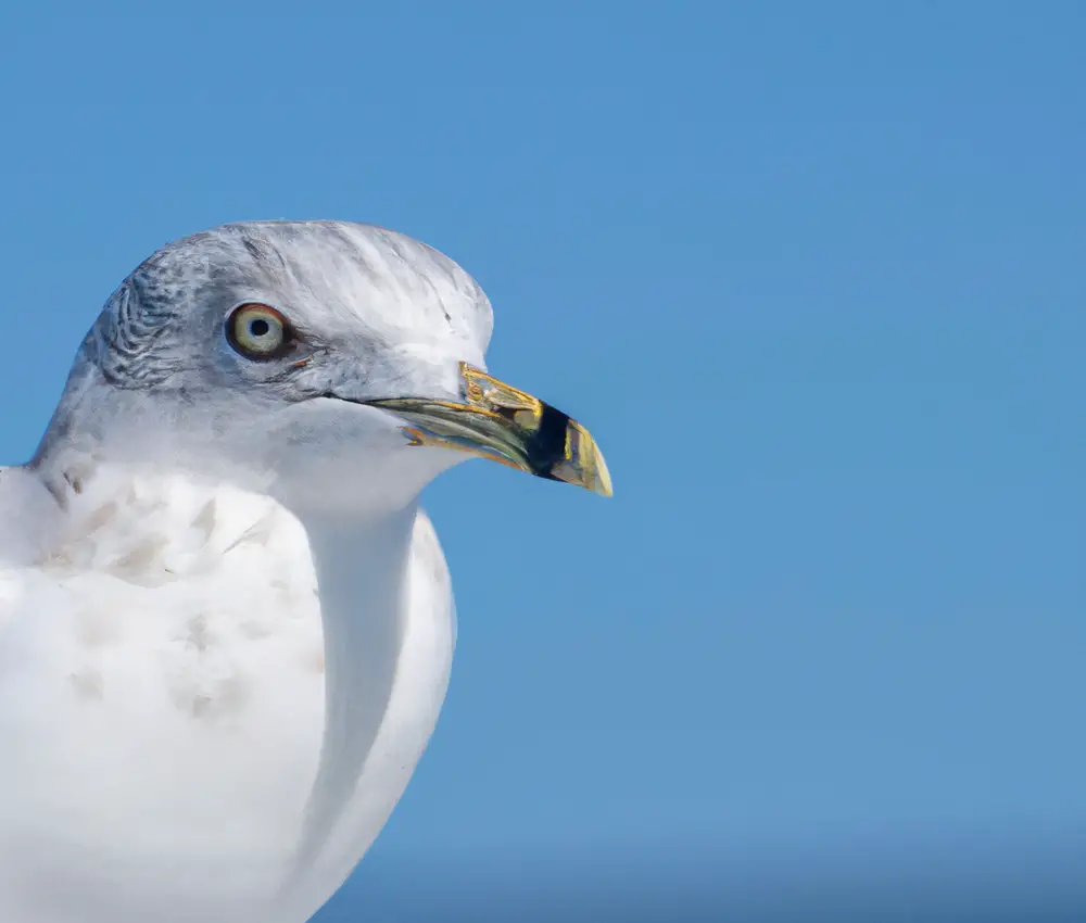 Vogelarten Zusammengehörigkeiten