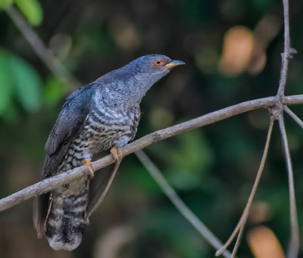 Vogelarten und Anpassung.