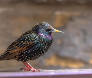 Vogelfreunde als Samenverbreiter