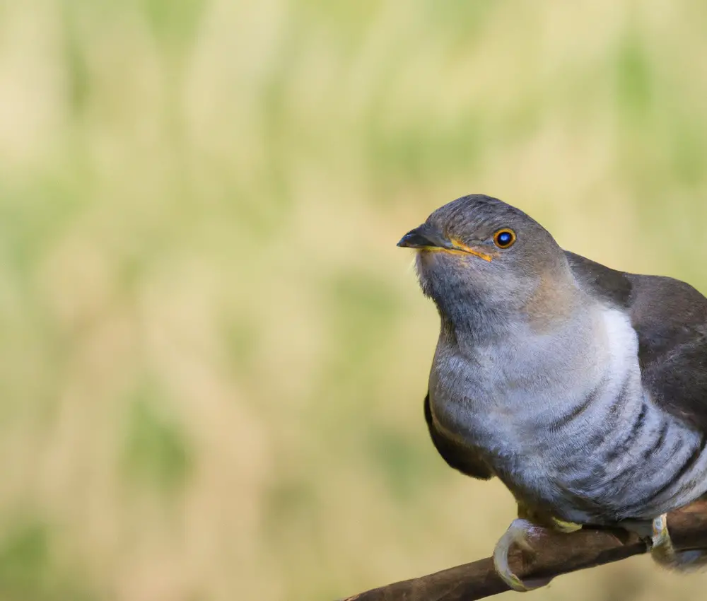 Vogelverbreitung