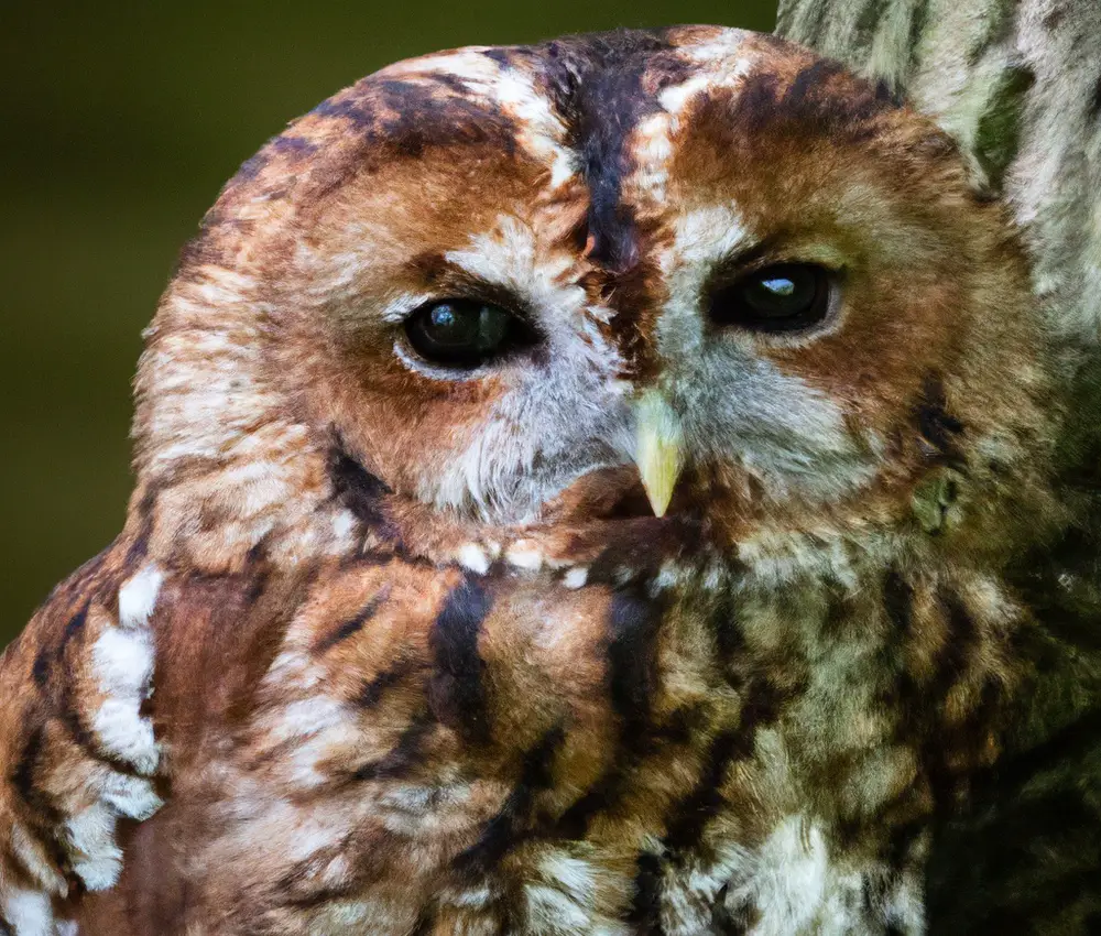 Waldkauz-Jagdtechniken: Überraschungsangriff