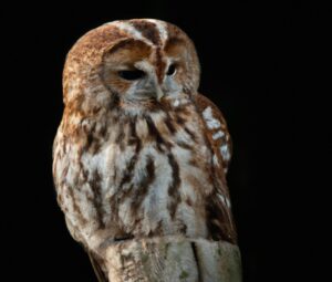 Waldkäuze im Nest