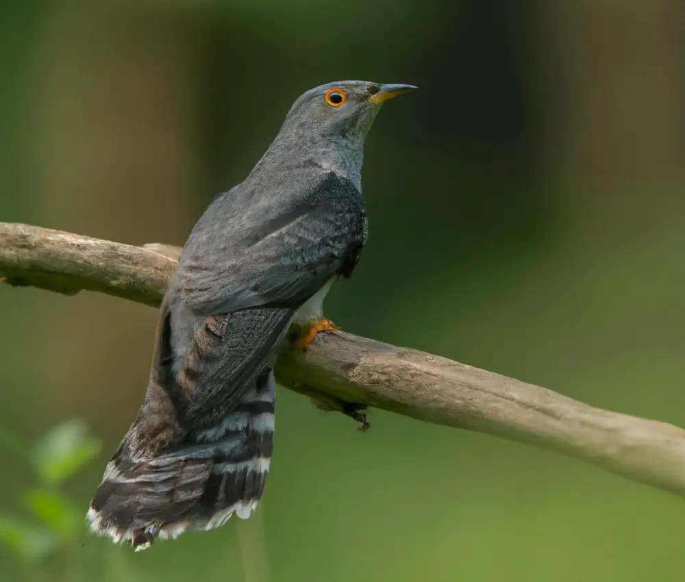 Wirts-Vogelarten Wandel