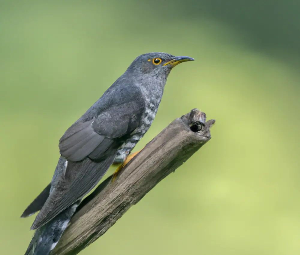 historischer Vogelsymbol