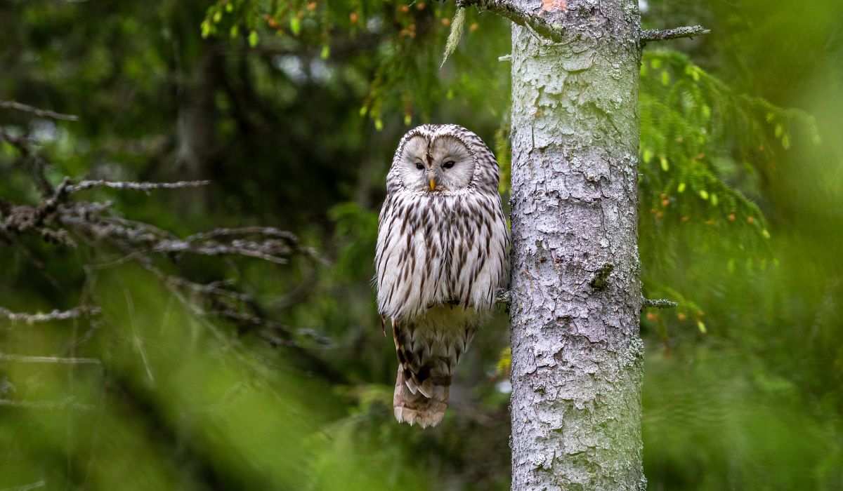 Wo Leben Eulen In Deutschland Vogel Entdecker