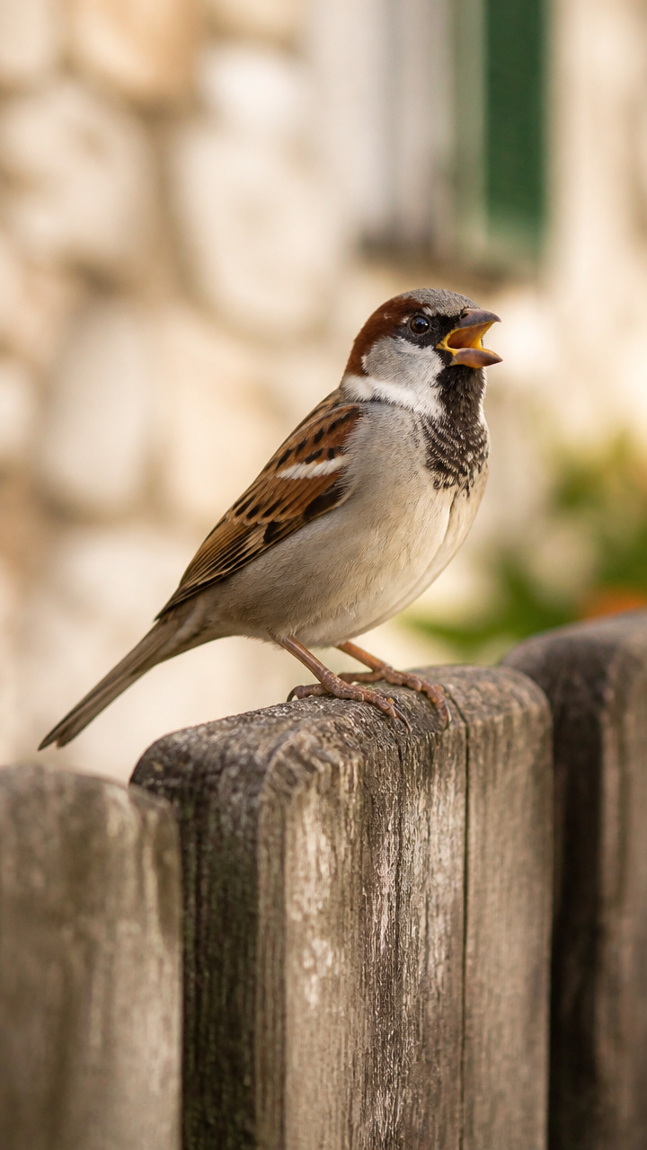 Der Haussperling – unser treuer Begleiter