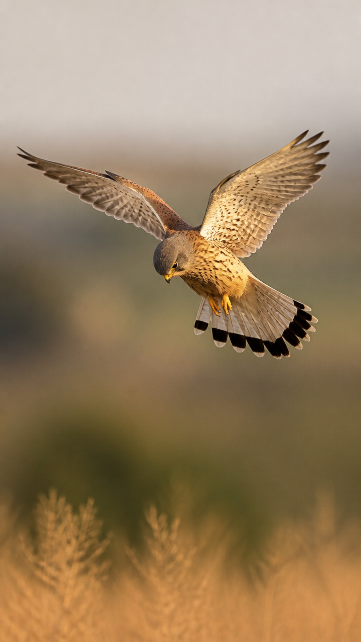 Der Turmfalke – Der stille Jäger im Rüttelflug
