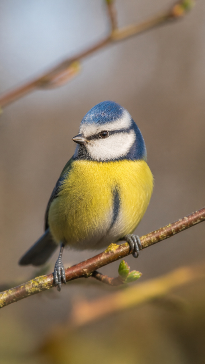 Die Blaumeise – der bunte Akrobat mit dem blauen Käppchen