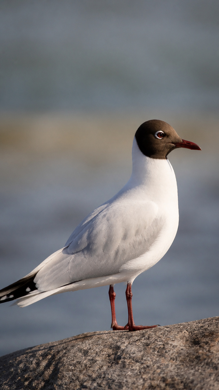 Die Lachmöwe – die kleine Möwe mit dem schokoladenbraunen Kopf